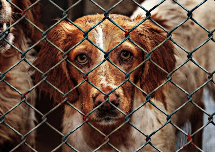 animal-welfare-1116205_960_720 adopting dog